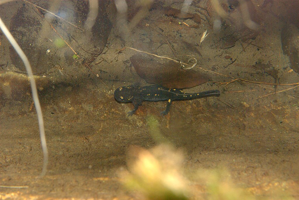 Larva di salamandra
