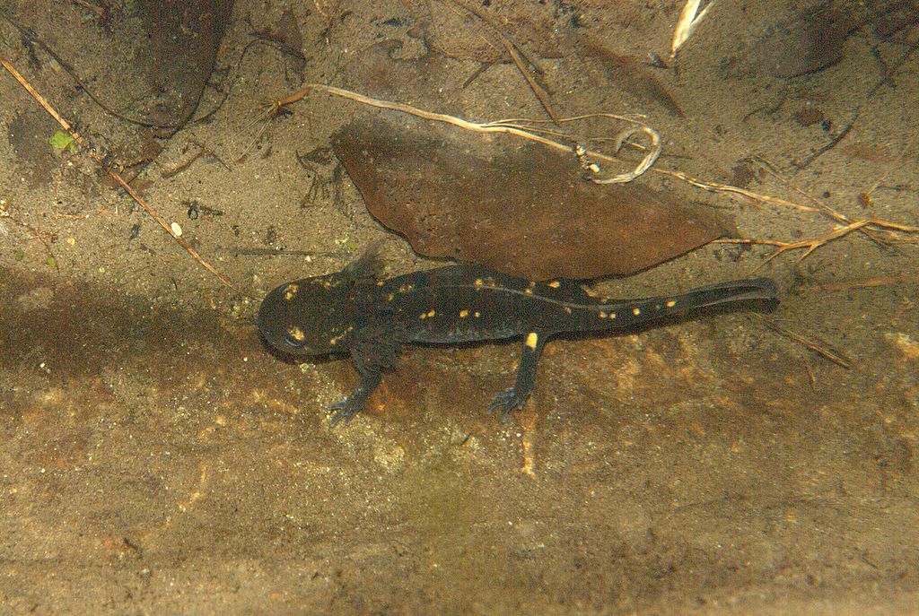 Larva di salamandra