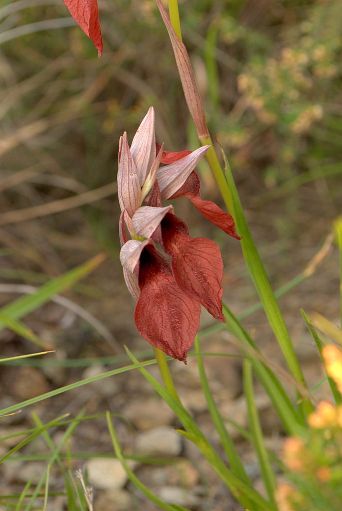 Serapias cordigera?