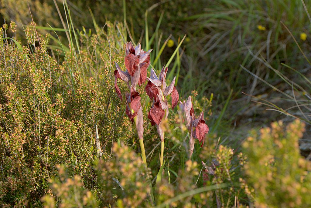 Serapias cordigera?