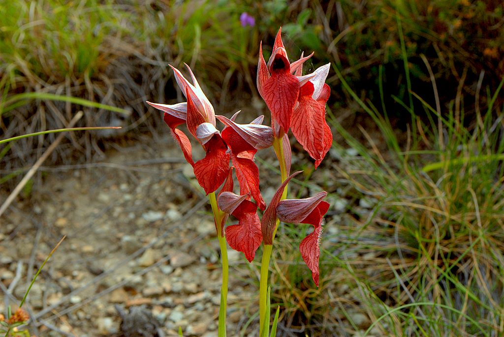 Serapias cordigera?