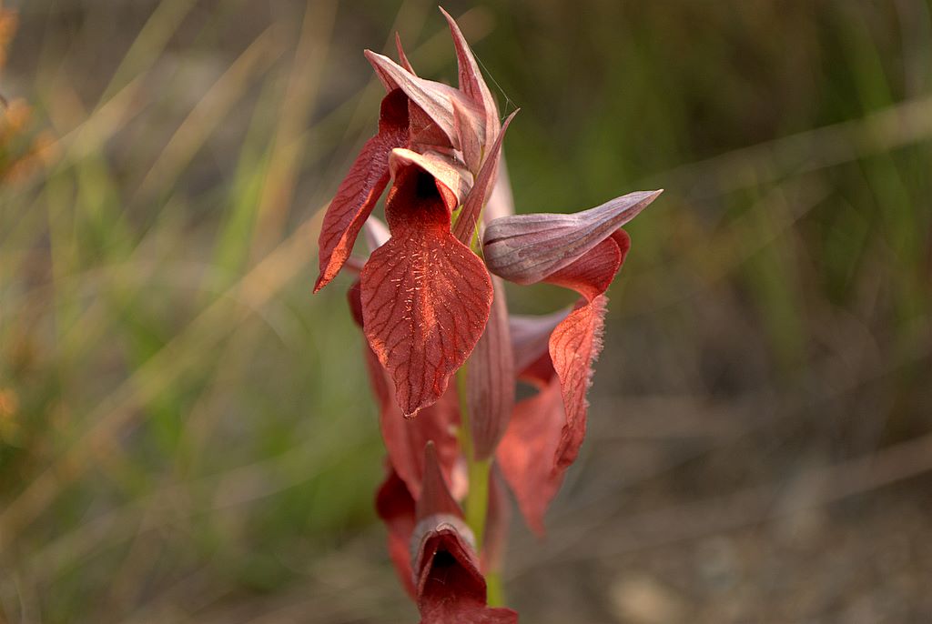 Serapias cordigera?