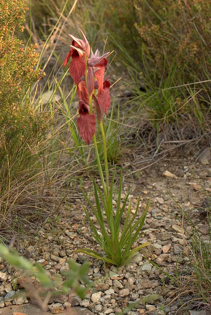 Serapias cordigera?