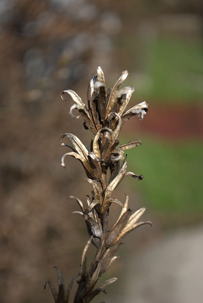 Oenothera glazioviana (=erythrosepala)