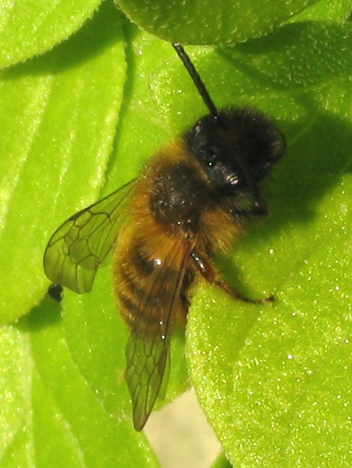 Andrena sp.