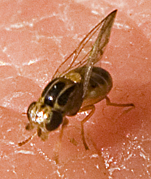 Chloropide: possibile Thaumatomyia notata.