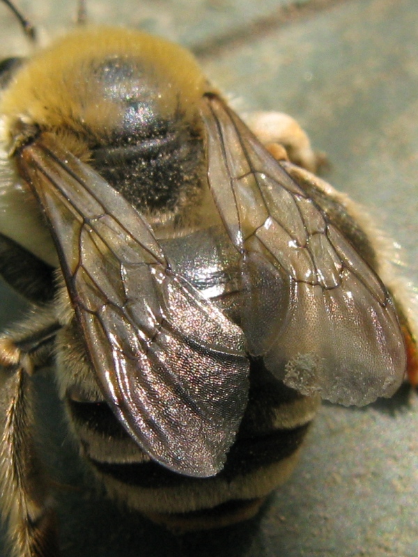 Altra anthophora? No,  Eucera sp.