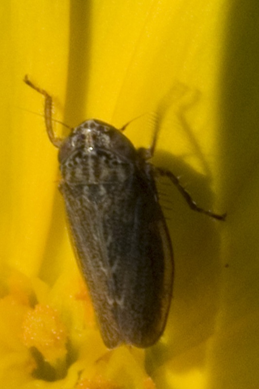 Euscelis sp.