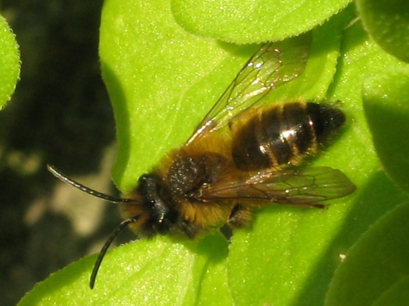 Andrena sp.