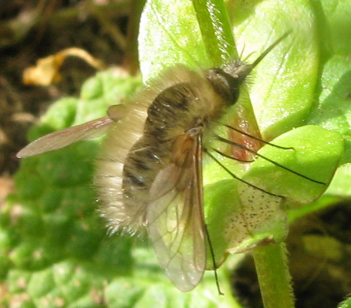 Bombylius minor ?