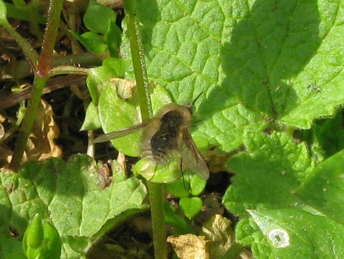 Bombylius minor ?