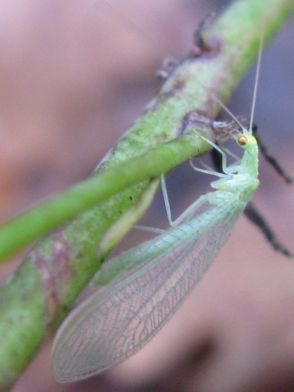 Dichochrysa sp.