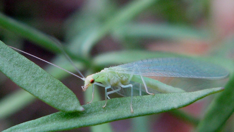 Dichochrysa sp.