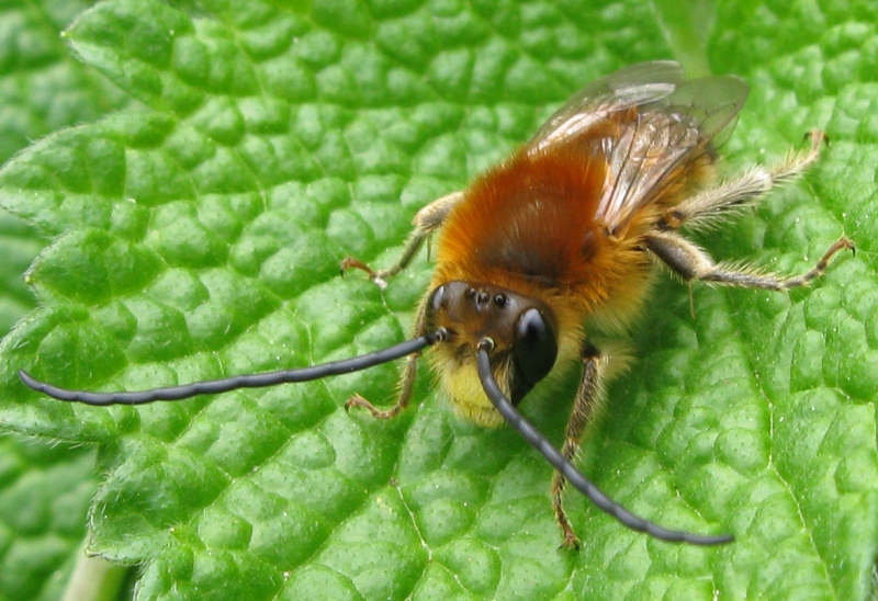 Eucera longicornis ??