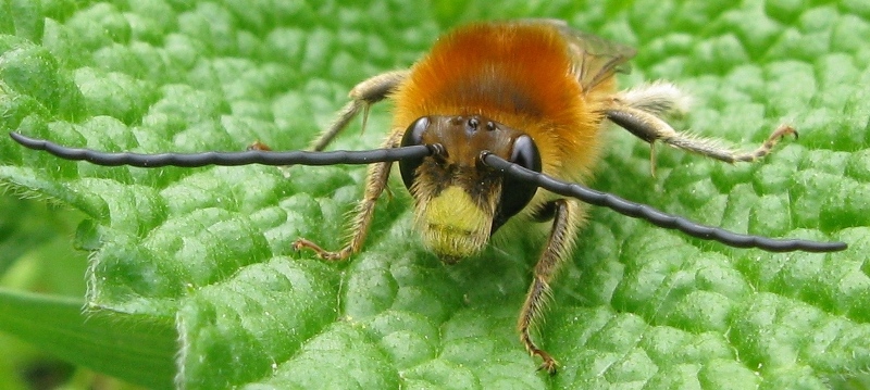 Eucera longicornis ??