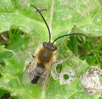 Eucera longicornis ??