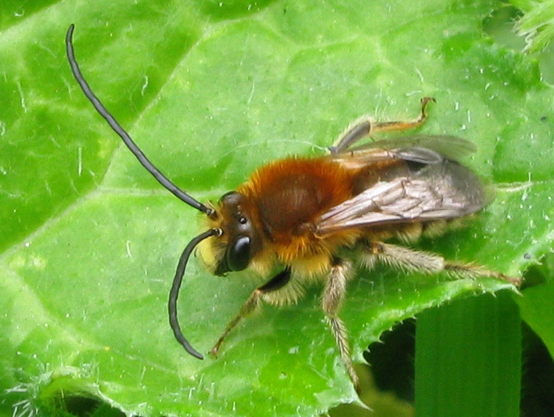 Eucera longicornis ??