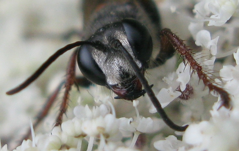 Sphecidae, Prionyx  lividocinctus ??