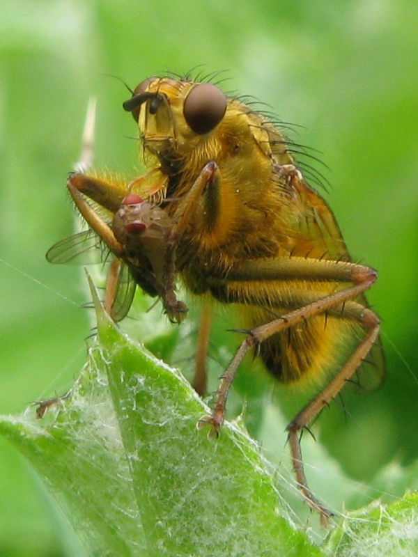 Dottor Jekyll e Mister Hyde: Scathophaga stercoraria