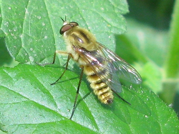 Thereva spiloptera ?