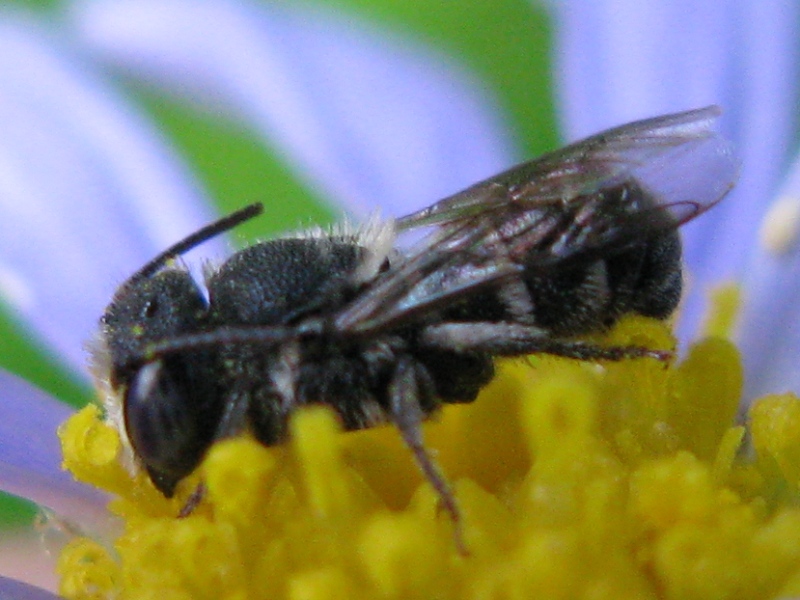maschio di Heriades truncorum (Apidae Megachilinae) addormentato