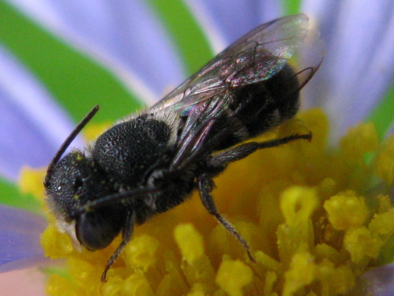 maschio di Heriades truncorum (Apidae Megachilinae) addormentato