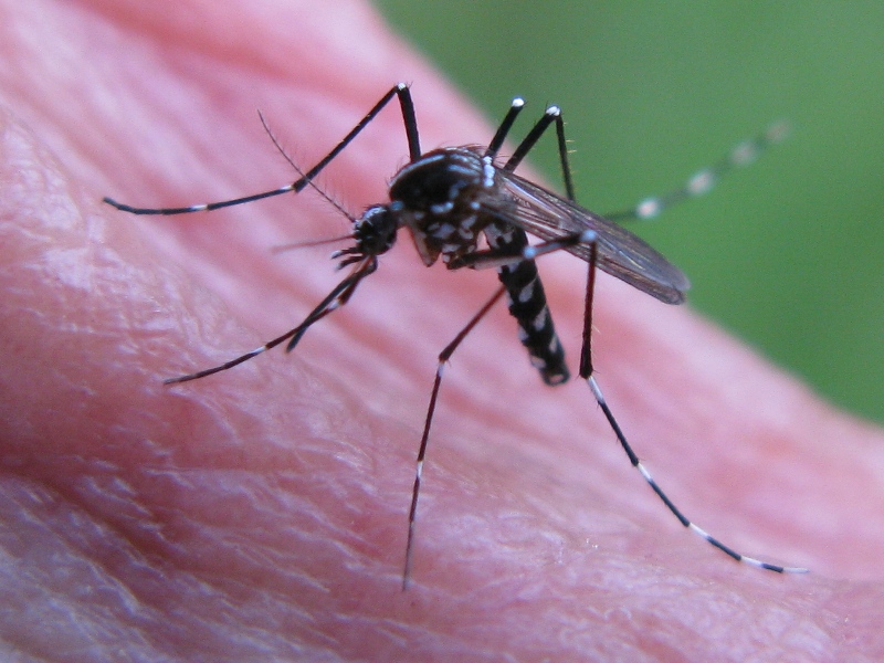 aedes albopictus