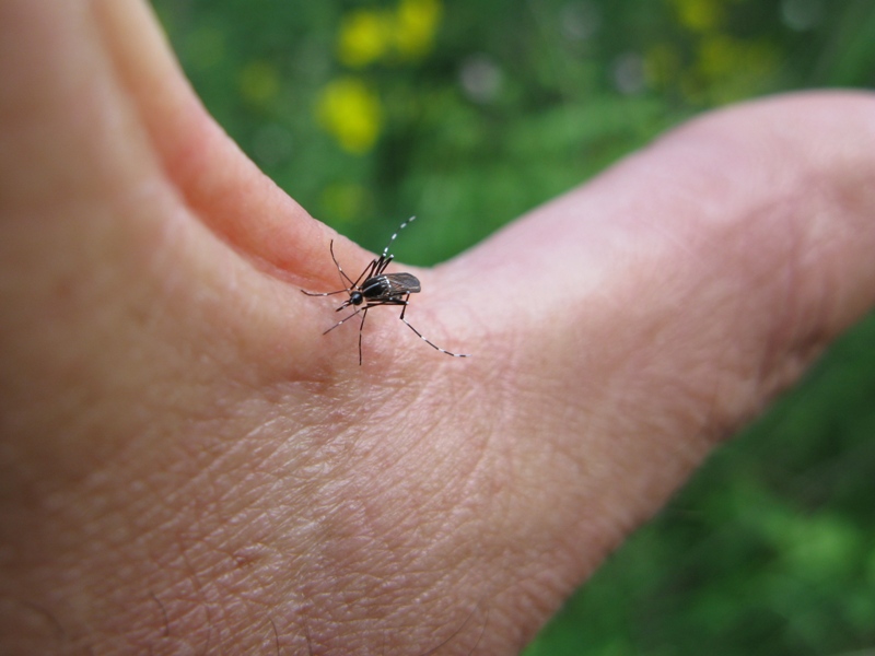 aedes albopictus