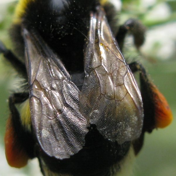 Bombo catturato da Misumena vatia