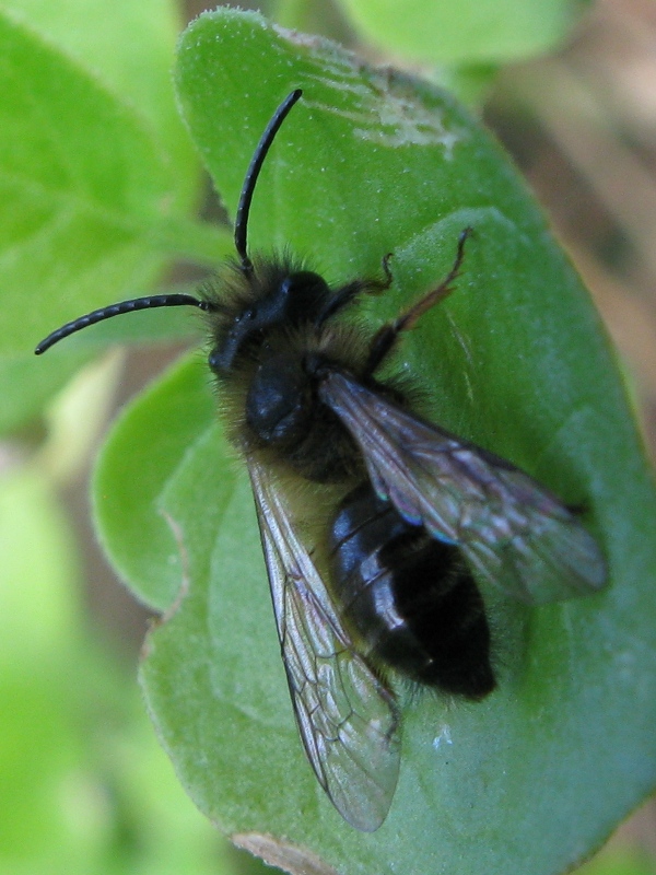 Andrena sp.