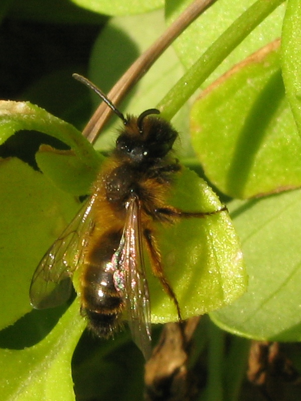 Andrena sp.