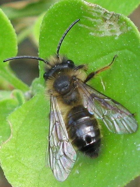 Andrena sp.