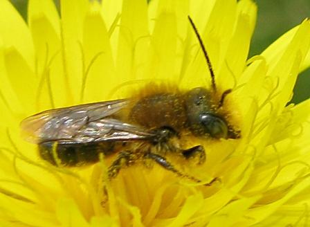 shampoo: Maschio di Osmia sp.e femmina di Andrena sp.