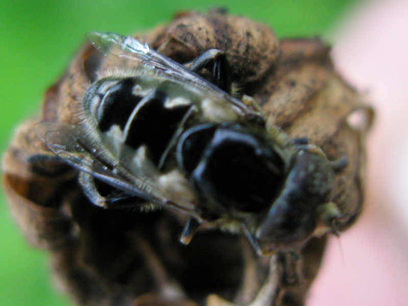 Occhi belli: Eristalinus sepulchralis M (Syrphidae)