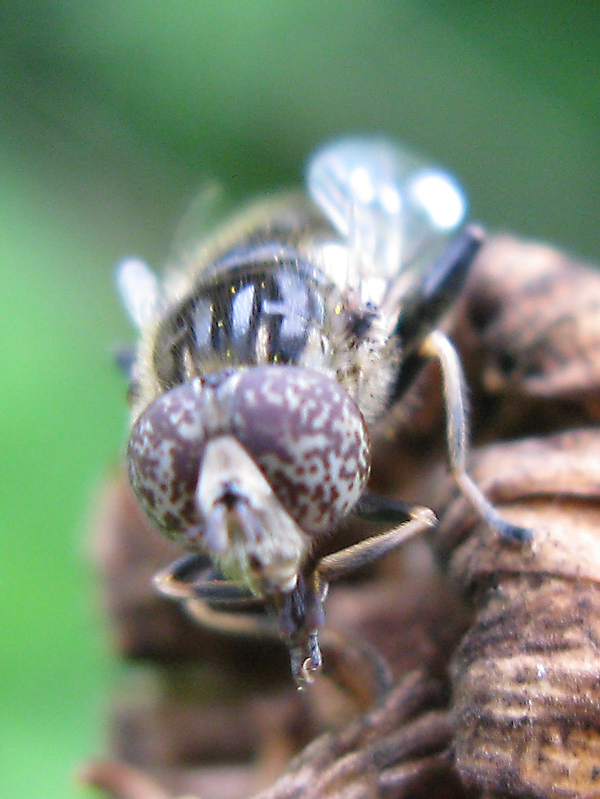 Occhi belli: Eristalinus sepulchralis M (Syrphidae)