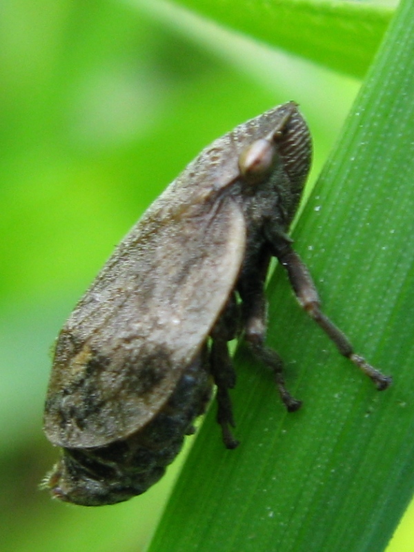 aphrophoridae ? [ Lepyronia coleoptrata]