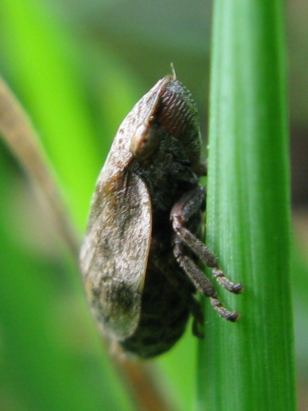 aphrophoridae ? [ Lepyronia coleoptrata]