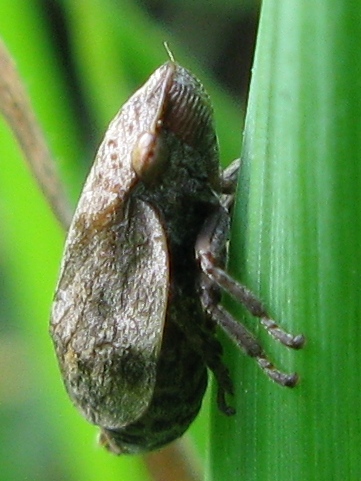 aphrophoridae ? [ Lepyronia coleoptrata]