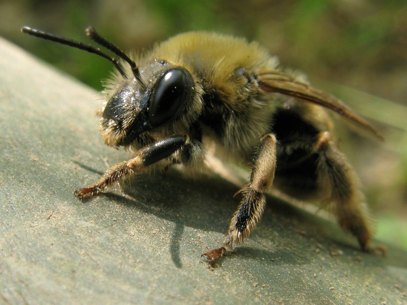 Altra anthophora? No,  Eucera sp.