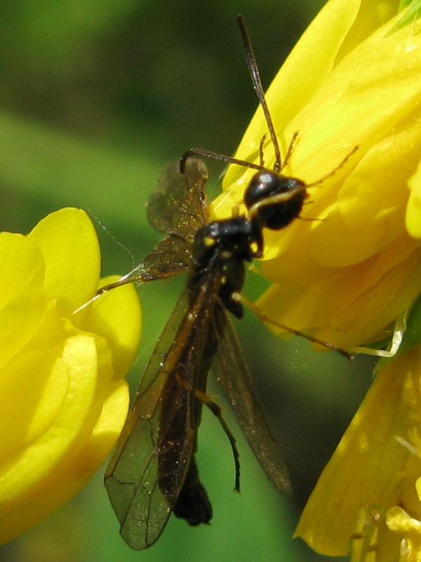 appeso! Cephidae (?) morto, forse predato da un ragno