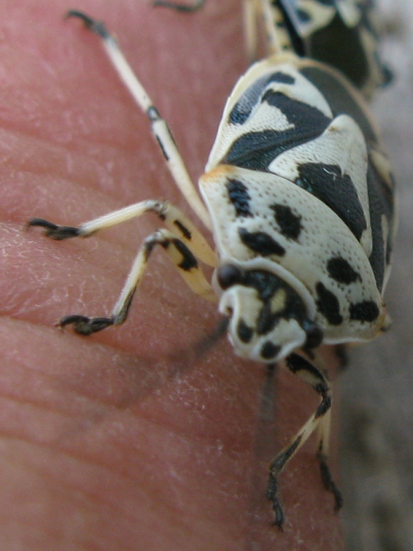 Arlecchino in festa: Eurydema ornata del M.Somma (Campania)