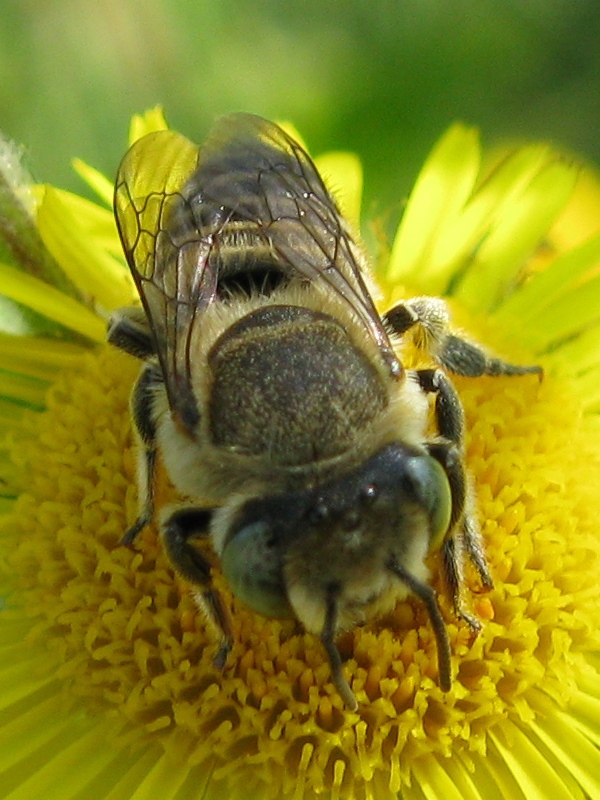 Megachile sp. (Apidae Megachilinae).