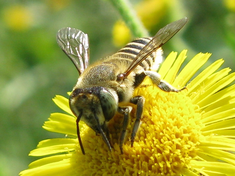 Megachile sp. (Apidae Megachilinae).