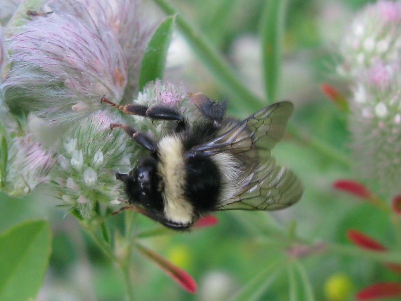 Bombus cfr lapidarius decipiens