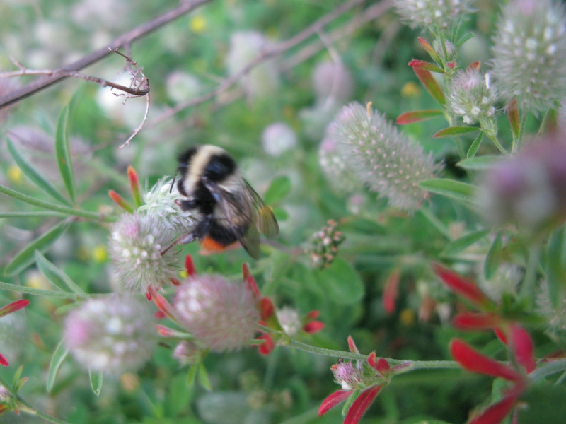 Bombus cfr lapidarius decipiens