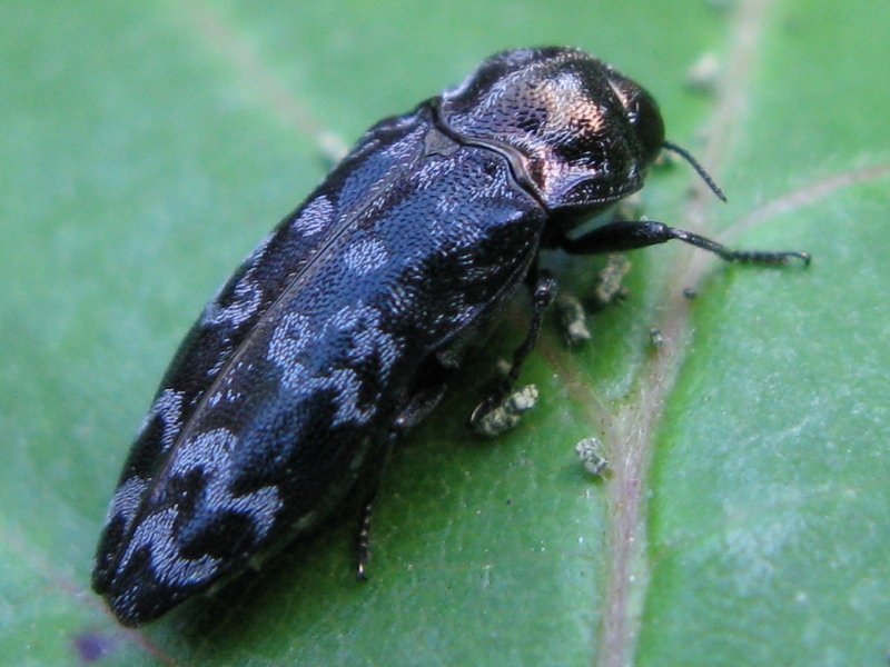 Trachys minutus? No, Coraebus rubi