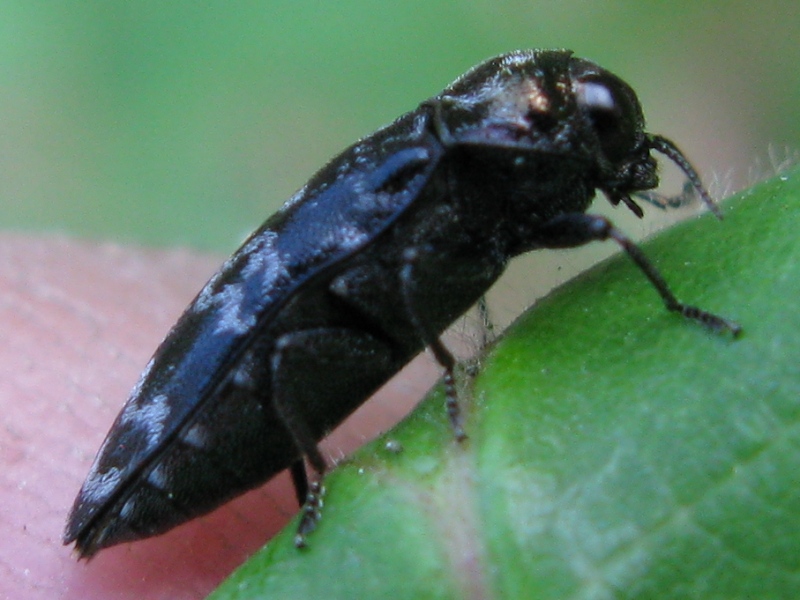 Trachys minutus? No, Coraebus rubi