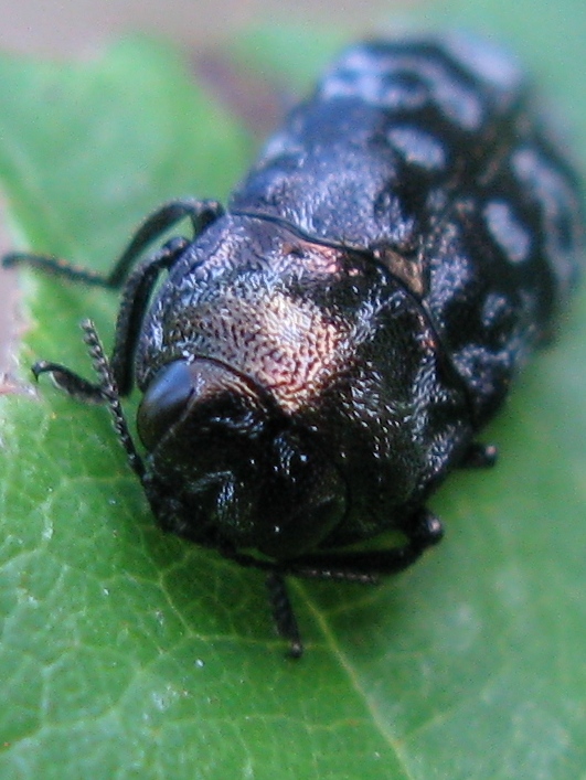 Trachys minutus? No, Coraebus rubi