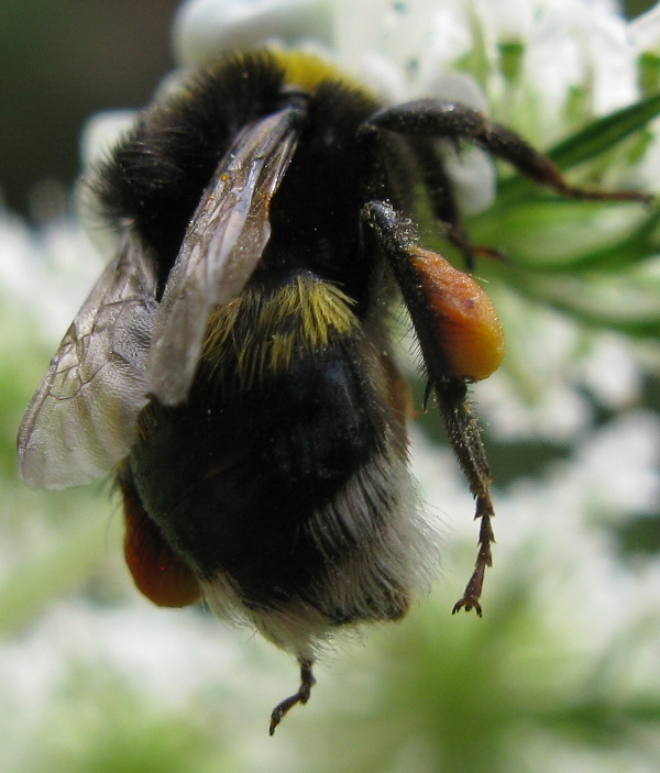 Bombo catturato da Misumena vatia