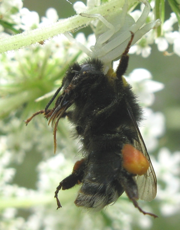 Bombo catturato da Misumena vatia